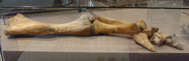 File:Lurdusaurus - 2(Forelimb).jpg