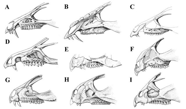 File:Marginocephalia - 1(Snouts by Qilong).jpg