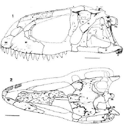 File:Abelisaurus - 2(Skull).jpg