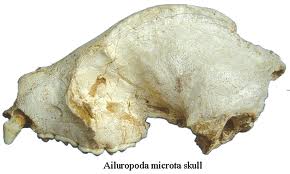 File:Ailuropoda microta.jpg