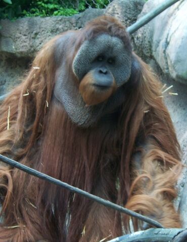 File:Orangutan.jpg