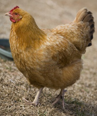 File:Hen.png