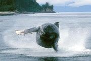 Whale preserve