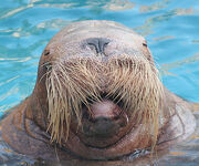 Whiskers