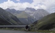 Albula dalli.jpg
