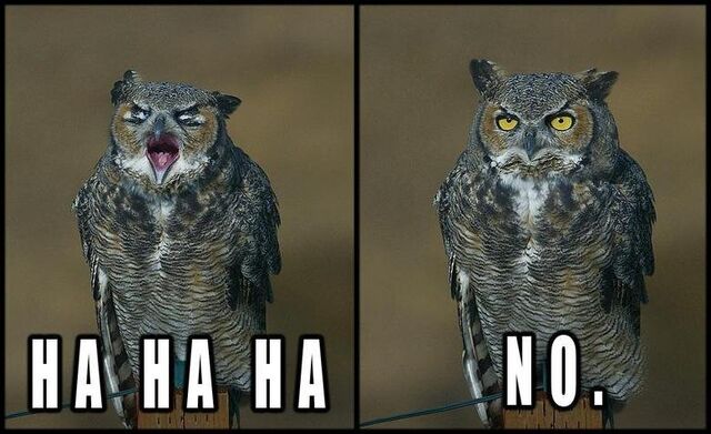 File:Hahaha No Owl.jpg