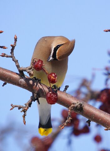 File:Waxwing dafuq.jpg