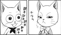 Cat's Love