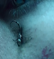 Eye-worm