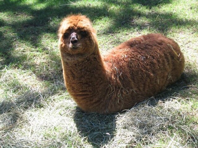 File:Llama worm.jpg