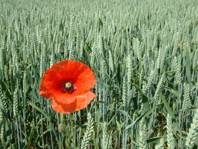 File:Poppy.jpg