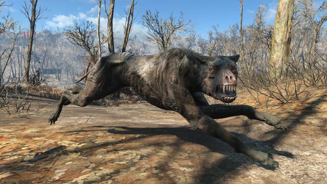 File:FO4 Vicious mongrel.jpg