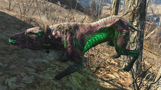 File:FO4 Alpha glowing mongrel.jpg