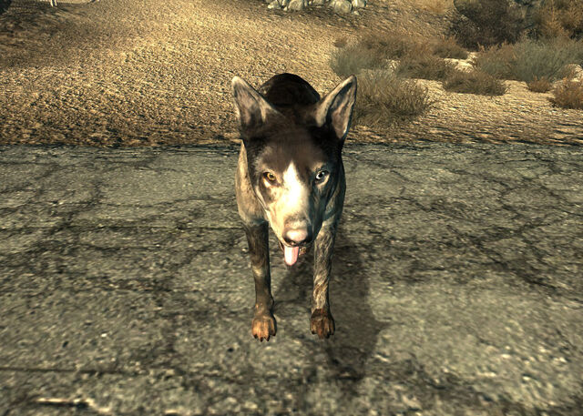 File:DogmeatFO3.jpg