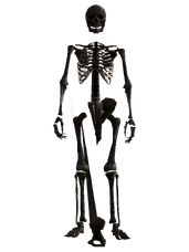 File:Skeleton.png