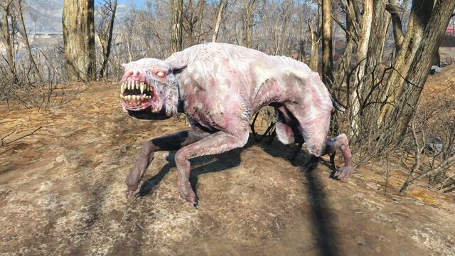 File:FO4 Albino mongrel.jpg