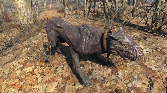 File:FO4 Alpha rabid mongrel.jpg
