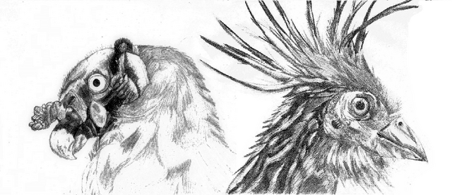 File:VulturPapa-Hoatzin.png