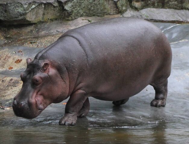 File:Hippo for Nat.jpg