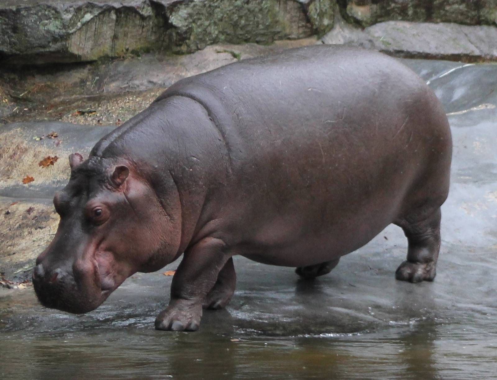 Hippo Pictures
