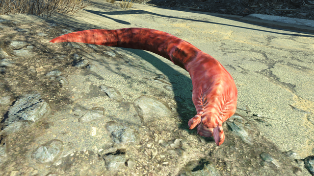 File:Bloodworm larva.png