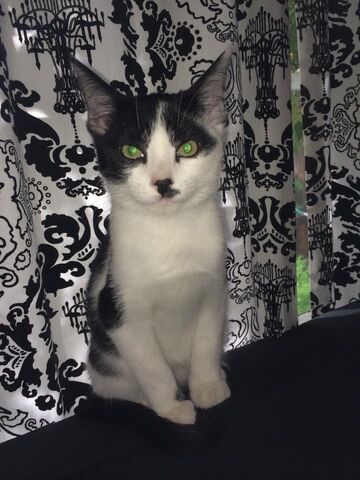 File:Thelonedrifter0 kitty.jpg