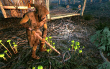 Linden's mushrooms.jpg