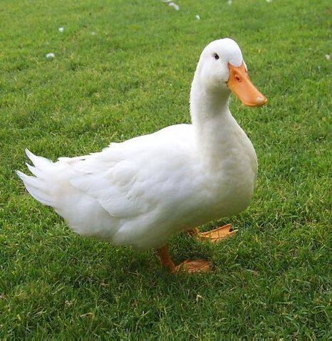 File:Runs With Ducks whiteduck.jpg