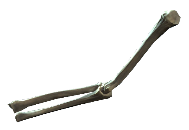 File:Right arm bones.png