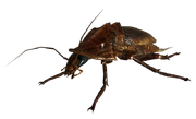 Radroach.png