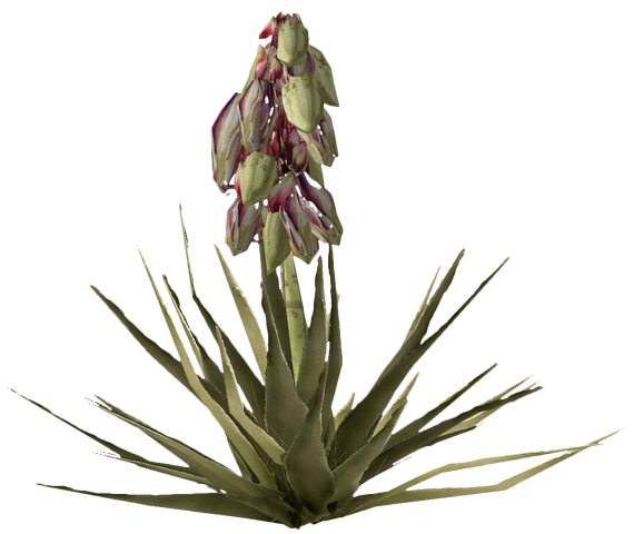 File:BananaYuccaPlant.png