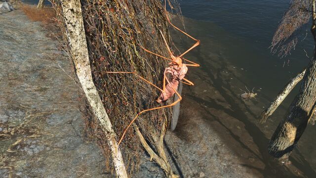 File:FO4 Bloodbug Hatchling.jpg