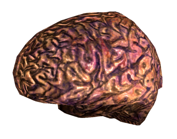 File:Your brain.png