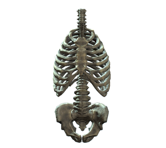 File:Rib cage and pelvis.png