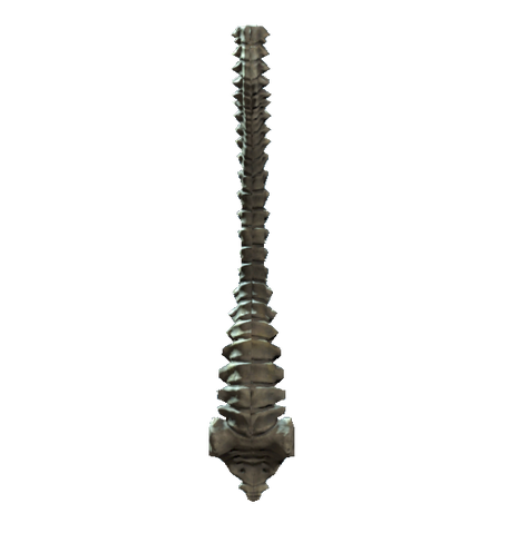 File:Spine.png