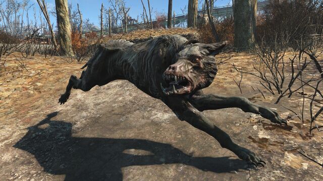 File:FO4 Alpha vicious mongrel.jpg