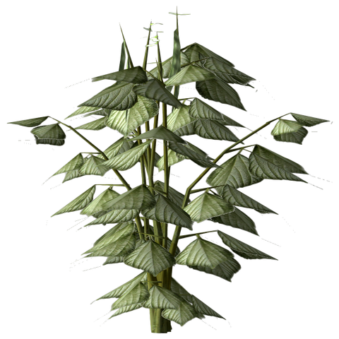File:Pinto bean plant.png
