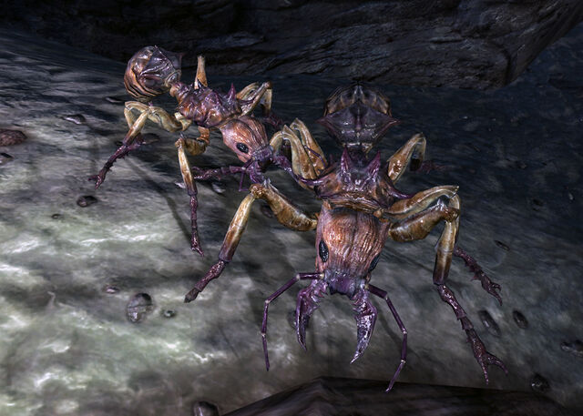 File:Shalebridge ants.jpg