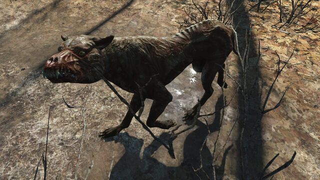 File:FO4 Feral mongrel.jpg