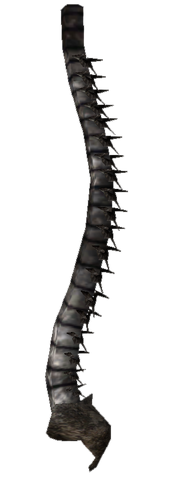 File:Your spine.png