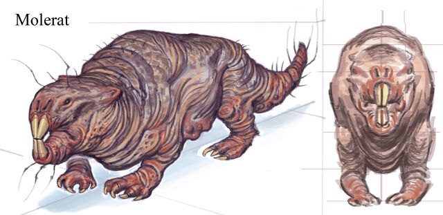 File:MoleratCA1.jpg