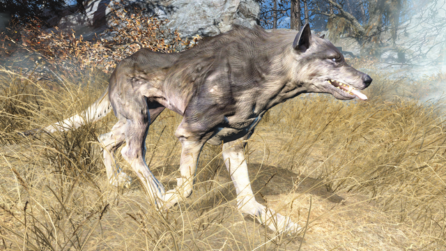 File:Fo4FH feral wolf.png