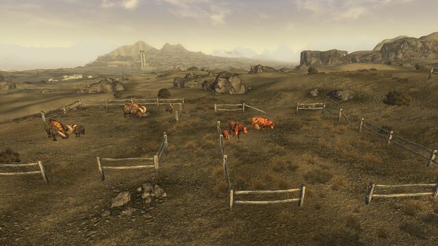 File:Matthewscattle.jpg