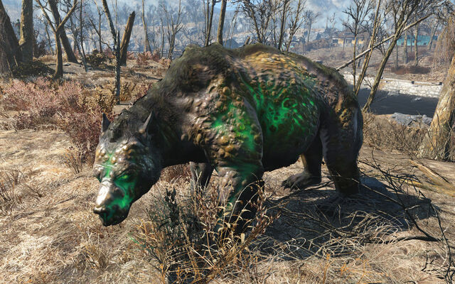 File:Fo4 glowing yao guai.jpg