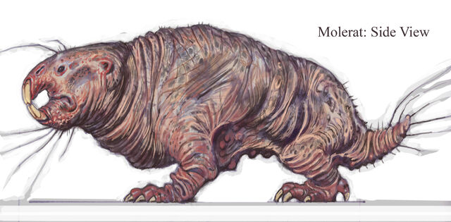 File:MoleratCA3.jpg