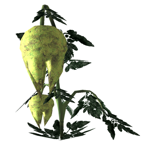 File:Punga fruit Plant.png