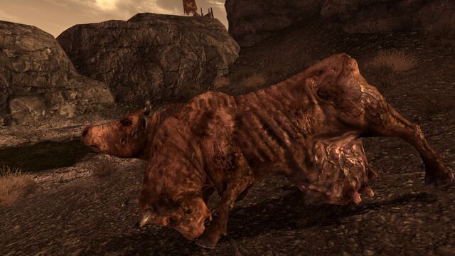 File:Brahmintipping2.jpg