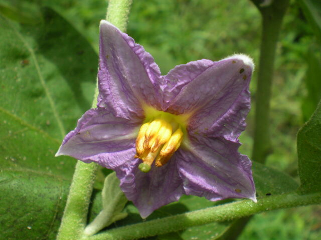 File:031.jpg