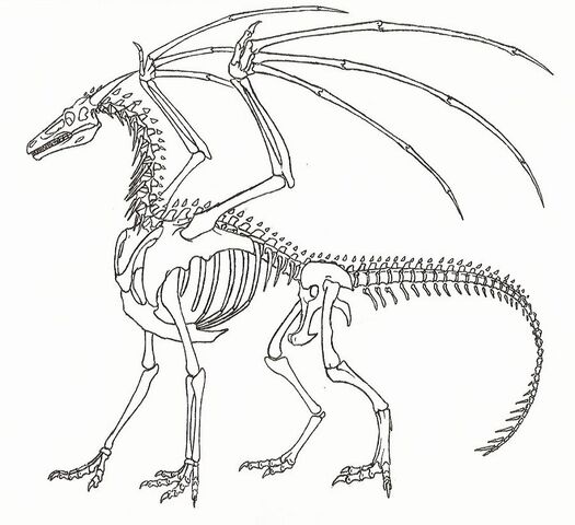 File:Dragon11.jpg
