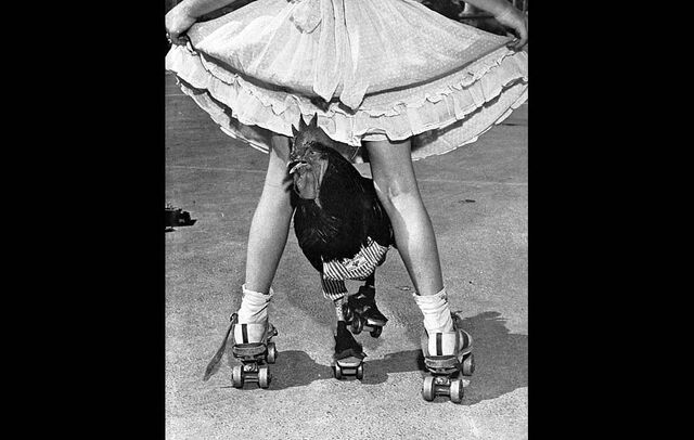 File:Cock legs.jpg